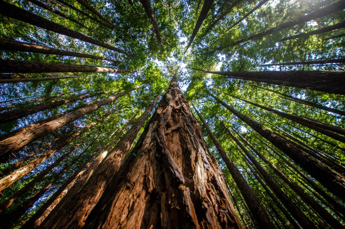 Bosque de Secuoyas